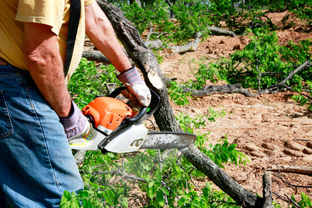 Best Tree Removal for Businesses  in Altamonte Springs, FL